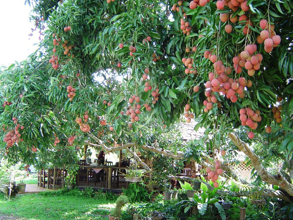 Yang Tone Farm Stay Chiang Dao Buitenkant foto